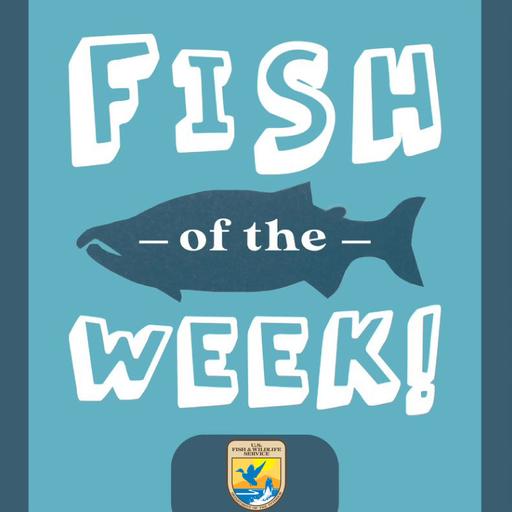 The Butterfly Kingfish!