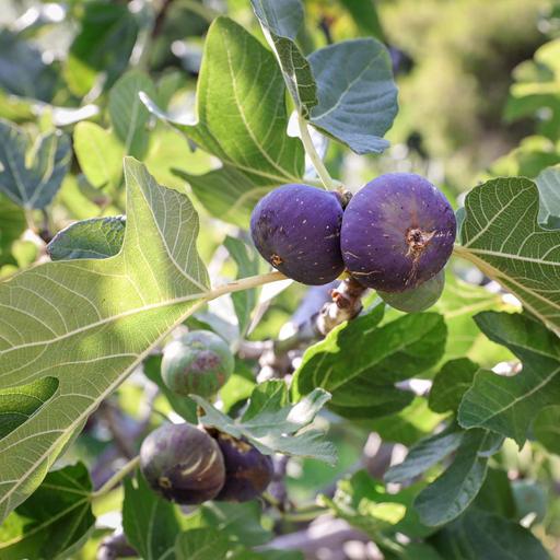 How to Grow Amazing Figs: Backyard Secrets from a Sacramento Fig Expert