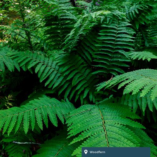 daily304 – Episode 07.07.2026