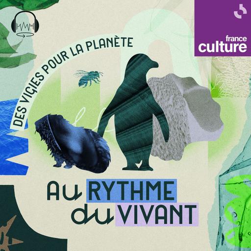 Au rythme du vivant saison 1 : La coquille Saint-Jacques, fabuleuse sentinelle de l’océan