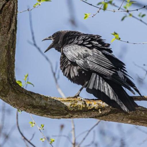 Crow Parents, Fearless Defenders