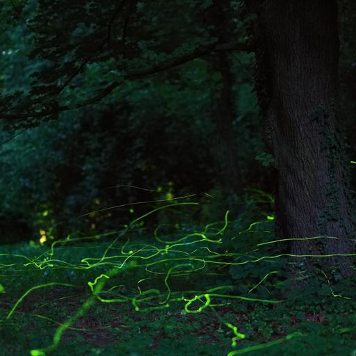 The Night of a Thousand Fireflies | A Guided Sleep Story