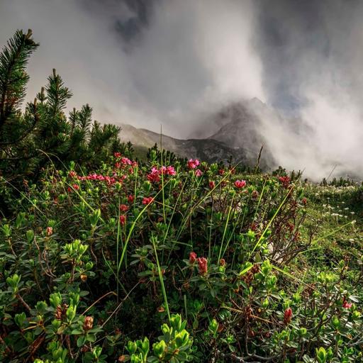 Thunderstorm in the Mountain Wilderness | 8 Hours for Deep Sleep