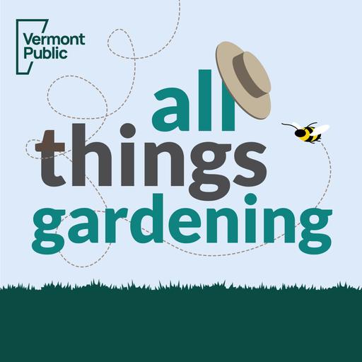 Plant sweet potatoes now for an early fall crop