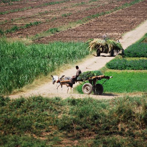 S7 Ep34: Why farmers struggle to adopt new agricultural technology