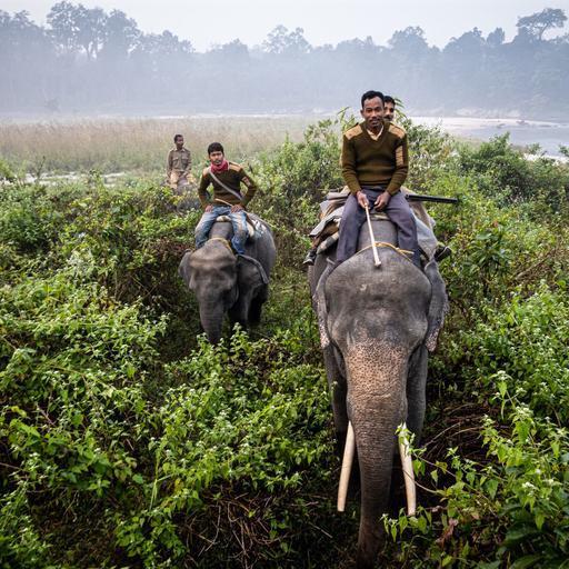 Chasing Wildlife: From the Golden Toad to Giant Elephants