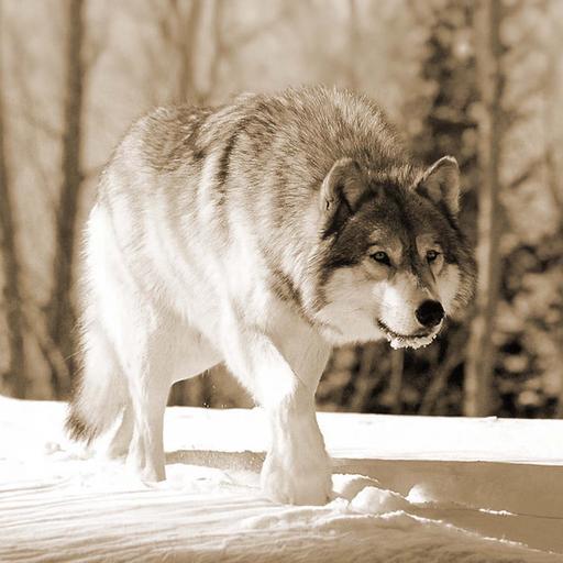 Hunting a Dire Wolf in Vermont