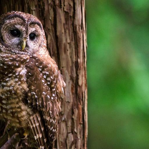 Owl wars and the immune system’s memory