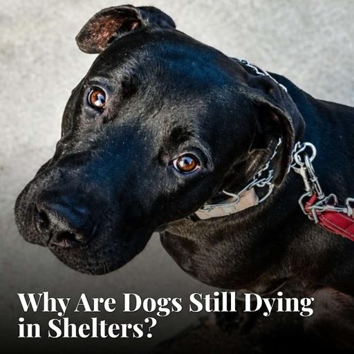 Why Are Dogs Still Dying in Shelters