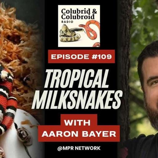 Tropical Milksnakes with Aaron Bayer