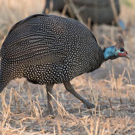 Helmeted Guineafowl Sound the Alarm