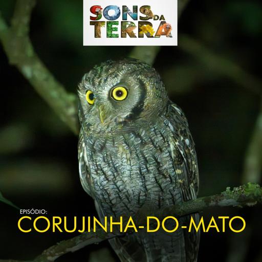 Corujinha-do-mato: a coruja que mora ao lado