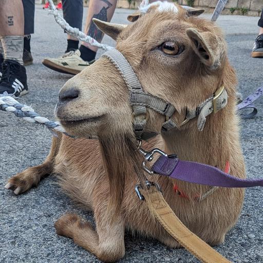 Podquisition 598: Pivot To Goats