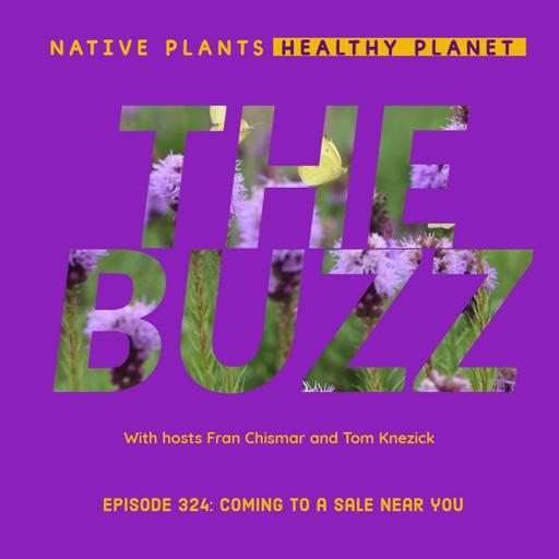 The Buzz - Coming to a Sale Near You