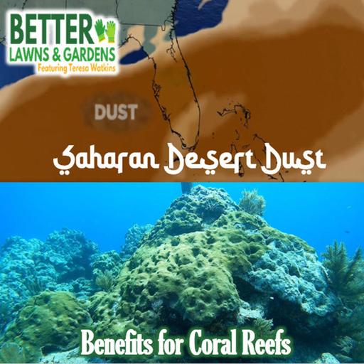 S2 Ep465: Better Lawns and Gardens - Hour 2 Sahara Desert Dust and Coral Reefs July 11, 2026