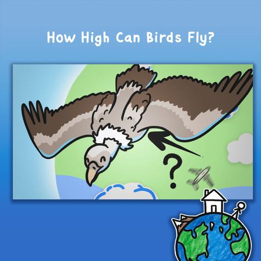 How High Can Birds Fly?
