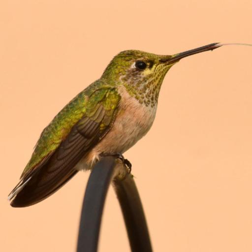 The Surprising Secret of Hummingbird Tongues