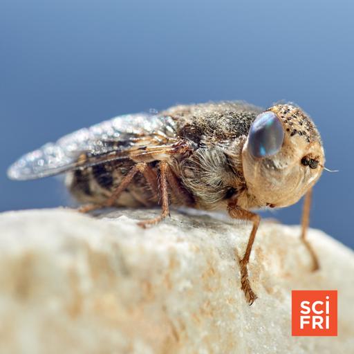 Beautiful botflies, luscious leeches, and the wonder of parasites