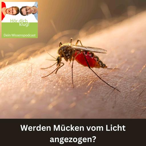 Werden Mücken vom Licht angezogen?