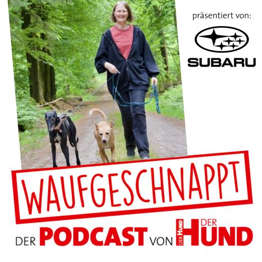 Genau mein Typ - Susanne C. Steiger