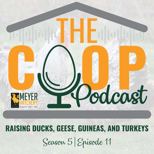Beyond Chickens: Raising Ducks, Geese, Guineas, and Turkeys