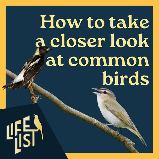 Advanced birding: How to study birds you've already identified