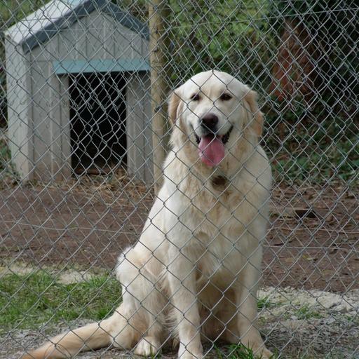 Tips from the vet on holiday care for dogs