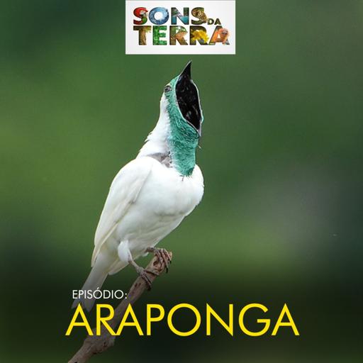 Araponga: a ave que emite som alto e metálico pela mata