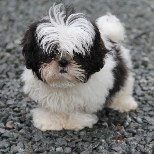 Why Summer is the Best Time to Adopt a Puppy (And How to Do It Ethically)