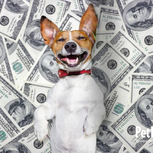 What is Pet Equity and why should pet parents know about it?