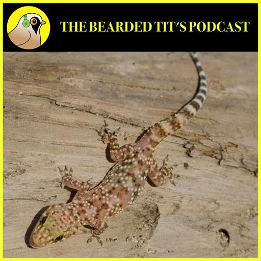 Geckos Living in Britain ft Tom Hartman #195