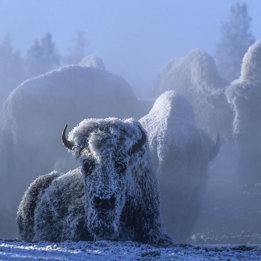 The Ansel Adams of Yellowstone | Tom Murphy