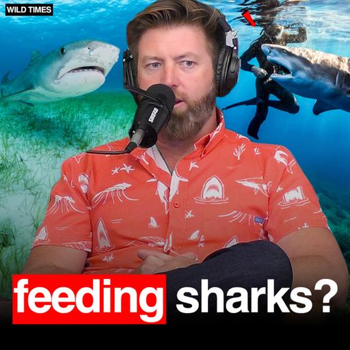 Why Shark Attacks May Be Getting Worse