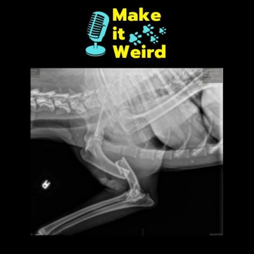 What skills to have BEFORE your dog snaps their leg in half