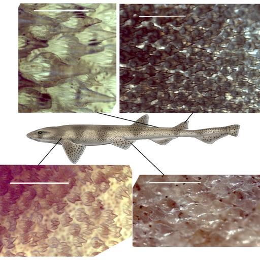 Aparici en Órbita s08e46: El origen evolutivo de los dientes