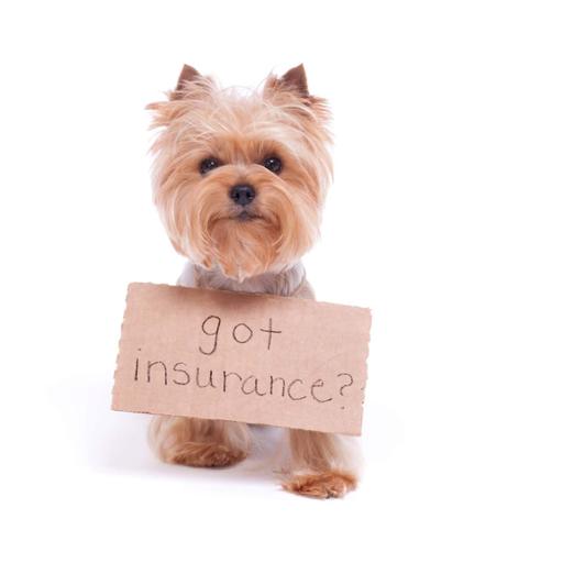 Pet insurance, PLEASE!