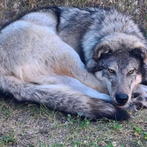 #71 - WINNER OF WOLF PILLOW GIVEAWAY & Hunting Gear Recommendations