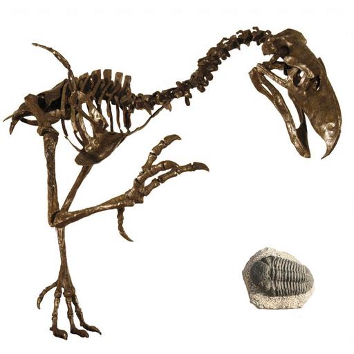 Podcast 338 - Trilobite and Terror Bird