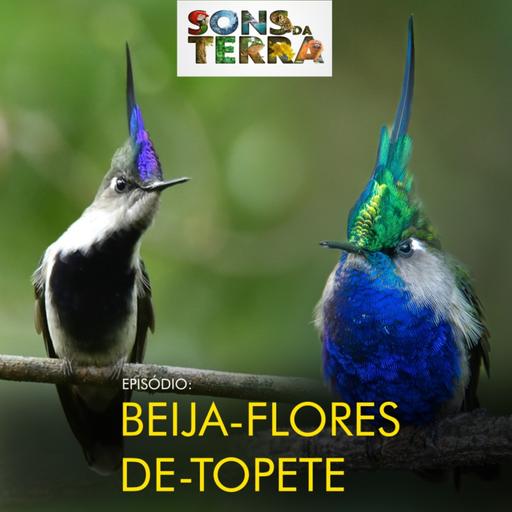 Beija-flores-de-topete: os tesouros das montanhas