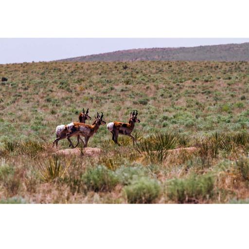 Speed on the Prairie