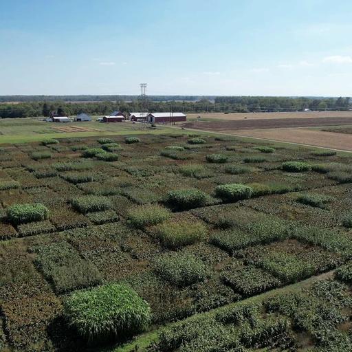 A Spectrum of Sorghum