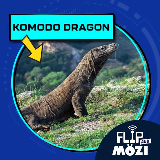 Komodo Dragon