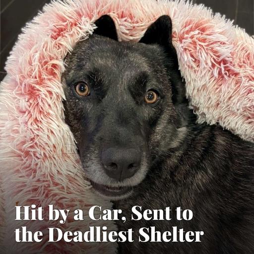 Hit by a Car, Sent to the Deadliest Shelter