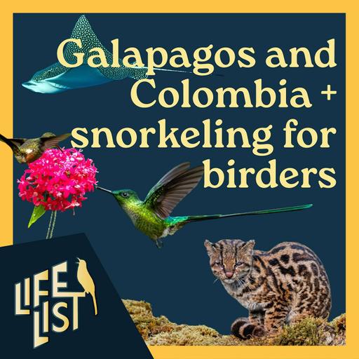 Galapagos in an El Niño year, Colombia birding, and snorkeling for birders