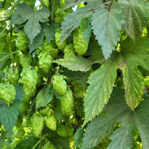 Episode 80: 2026 Hops and Brewing with Flowables