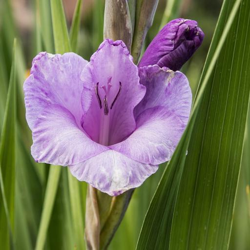 Bring the garden inside: How to cut and prep flowers so they'll last