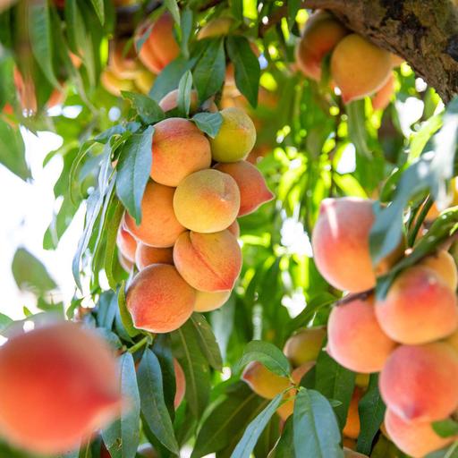 Fruit Trees, Unique Flavors and Expert Growing Tips with Dave Wilson Nursery
