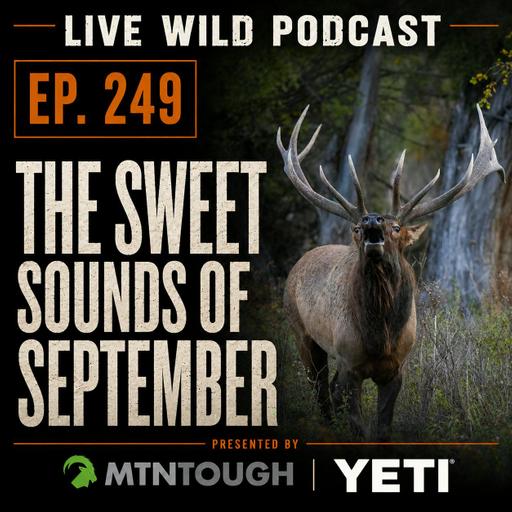 Ep. 249 | Sweet Sounds of September