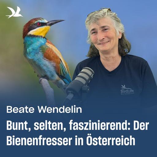 95. Bunt, selten, faszinierend: Der Bienenfresser in Österreich