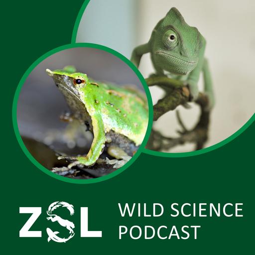 ZSL #053 A Tiny Frog Facing an Urgent Crisis